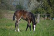 Pouliche Appaloosa ApHC 