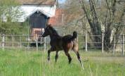 Pouliche Appaloosa ApHC 