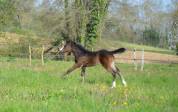 Pouliche Appaloosa ApHC 