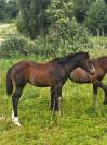 Pouliche Appaloosa ApHC 