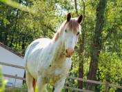 Saillie entier Z dominant White alezan 