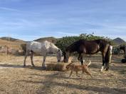Gu&iacute;a y monitor de equitaci&oacute;n