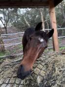 Urgent - Trotteur 5 ans