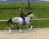 Jument - Hanovrienne - 5 ans - dressage - France