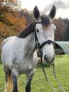 Jument - Hanovrienne - 5 ans - dressage - France