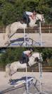 Poney PFS de 7 ans - gagnant Pelite - 145cm 