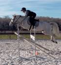 Poney PFS de 7 ans - gagnant Pelite - 145cm 