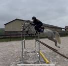 Poney PFS de 7 ans - gagnant Pelite - 145cm 