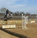 Ruin Franse rijpony PFS Te koop 2019 Schimmel