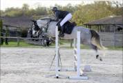Poney de 6 ans PFS - 148cm - fils de UHELEM DE SEILLE