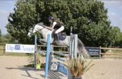 Castrone PFS Pony Francese da Sella In vendita 2020 Grigio