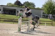 Castrone PFS Pony Francese da Sella In vendita 2020 Grigio