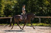 Jument - Selle Fran&ccedil;ais - 6 ans - Dressage - France