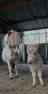 Poulain shetland m&acirc;le &agrave; r&eacute;server 