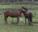 Saillie Pure Race Espagnole