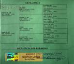 Saillie Pure Race Espagnole