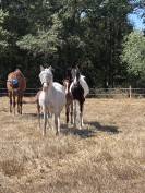 Poulain OC Urgent 