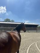 Pension &eacute;curie de propri&eacute;taire ST PERE EN RETZ (44320)