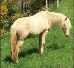 Entier petit cheval cr&egrave;me 