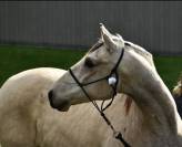 Hongre 6 ans DSA isabelle