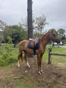 Hongre plein papier bwp