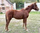 Caballo castrado Connemara En venta 2025 Alaz&aacute;n