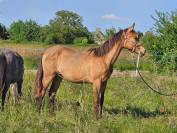 Pouliche de 2 ans SF Isabelle par Eldorado Van de Rib