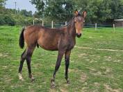 Poulain SF par Roccossifred 