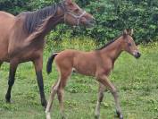 Poulain SF par Roccossifred 