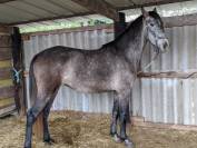 jument barbe espagnol 4 ans