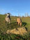 Vend jument 4 ans Connemara Part Bred