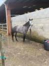 Vend jument 4 ans Connemara Part Bred