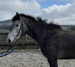 Vend jument 4 ans Connemara Part Bred