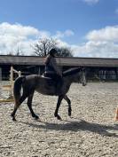 Vend jument 4 ans Connemara Part Bred