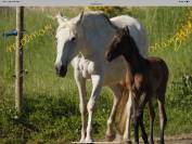 Jument Lusitanienne PP