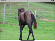 Jument Lusitanienne PP