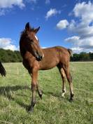 Poulain Connemara part bred 