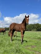 Poulain Connemara part bred 