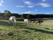 &Eacute;curie de propri&eacute;taire 