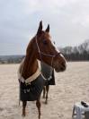 Hongre de 5 ans &agrave; vendre 