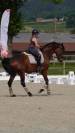 Mare KWPN Dutch Warmblood For sale 2016 Bay