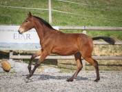 PUR SANG LUSITANIEN - POULICHE 2025