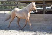 Vente poulain entier de 2 ans palomino