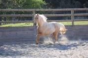 Vente poulain entier de 2 ans palomino