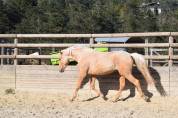 Vente poulain entier de 2 ans palomino