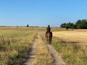 Jument selle francais 6 ans