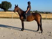 Jument selle francais 6 ans