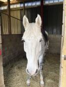 Location sur 2 ans - hongre - toutes disciplines 