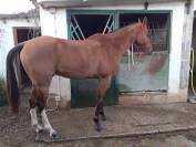 Akhal-Teke/&Aacute;rabe