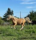 &Eacute;talon welsh pony palomino 
